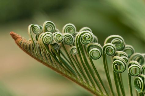 Plant Creature, Prehistoric Plants, Spirals In Nature, Living Fossil, Yunnan China, Plant Illustration, Flowering Plants, Large Plants, Planting Seeds