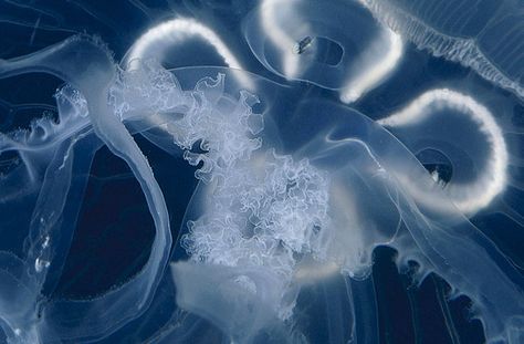 Aquarium Widget, Moon Jellyfish Aesthetic, Ocean Aesthetic Icon, Jellyfish Widget, Jellyfish Pfp, Moon Jelly, Web Core, Moon Jellyfish, Ex Machina