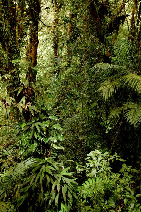 Monteverde, Costa Rica, 2006 | Thick jungle in the cloud for… | Flickr Tropical Jungle Aesthetic, Jungle Photos, Costa Rica Jungle, Jungle Terrain, Jungle Photo, Jungle Images, Monteverde Costa Rica, Jungle Aesthetic, Beautiful Jungle