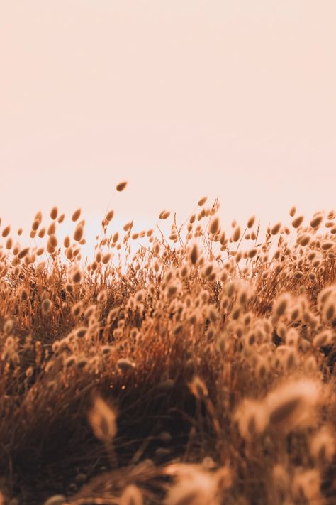 Brown Field Aesthetic, Brown Pictures Aesthetic, Brown Aesthetic Nature, Brown Nature Aesthetic, Brown Aesthetic Images, Brown Vintage Aesthetic, Brown Aesthetic Pictures, Brown Widget, Floral Field