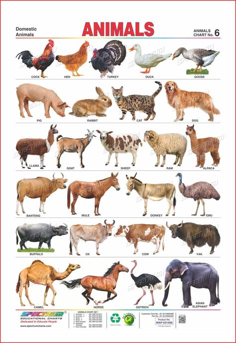 Domestic Animals Chart 766 Domestic Animals Chart, Young Ones Of Animals, Farm Animals List, Animals Name With Picture, Animals Chart, Ostrich Animal, Dog Breeds Chart, Animal Pictures For Kids, Farm Animals Preschool