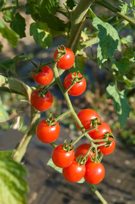 Tomato Blight, Tanaman Tomat, Growing Tomatoes In Containers, Small Pots, Open Flower, New Fruit, Tortellini Soup, Red Currant, Cherry Tomato