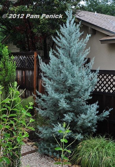 Evergreen Landscape Front Yard, Arizona Cypress, Blue Cypress, August Garden, Evergreen Landscape, Conifers Garden, Landscape Curbing, Texas Garden, Evergreen Garden