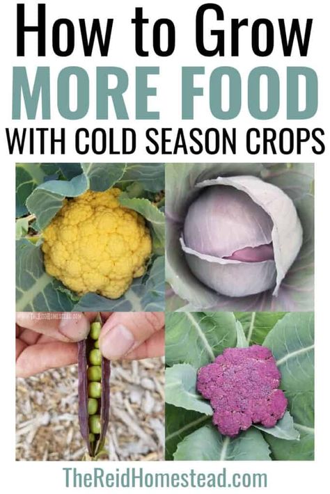 Grow More Food with Fall and Winter Crops Backyard Vegetable Garden Ideas, Backyard Veggie Garden, Plants For Fall, Fall Vegetable Gardening, Backyard Vegetable Garden, Victory Gardens, Crop Farming, When To Plant Vegetables, Plant Vegetables