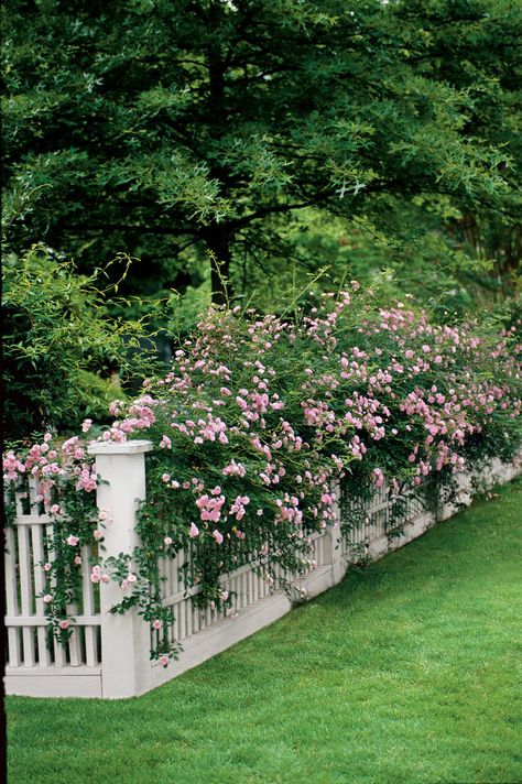 Climbing Roses | Good fences make good neighbors, especially when combined with beautiful blooms. Here are four different ways to marry the two Cottage Garden Design Front Yard White Picket Fences, Cypress Vine, Fence Privacy, Woodland Cottage, Climbing Flowers, Picket Fences, White Fence, Flowers Growing, Garden Vines