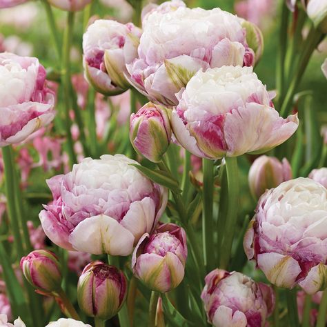 This double late tulip sports peony-like blooms with light pink-white centers surrounded by raspberry colored outer petals. Perfect in containers and borders with blooms late spring. Imagine the cut flower possibilities with this beauty! Van Zyverden, Growing Peonies, Patio Pots, Tulip Bulbs, Magic Garden, Garden Bulbs, Spring Plants, Cut Flower Garden, Spring Landscape