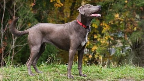 All Dog Breeds - Complete List of Dog Profiles Blue Bay Shepherd, Blue Lacy Dog, Wild Hogs, List Of Dog Breeds, Blue Tick, Small Barns, Icelandic Sheepdog, Bonnie Blue, Dog Breed Names