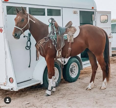 Barrel Racing Tack Rodeo, Western Horse Riding, Horses Funny, Hawaii Bucket List, Funny Horse Pictures, Barrel Racing Saddles, Na Pali Coast, Hanauma Bay, Barrel Racing Tack