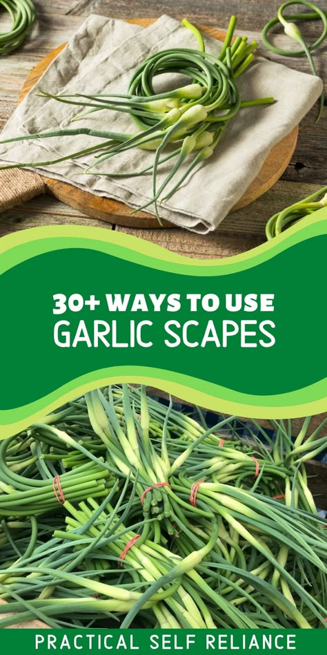 Garlic Scapes Recipes, Scapes Recipes, Scape Pesto Recipe, Scape Recipes, Scape Pesto, Garlic Scape Pesto, Garlic Flower, Garlic Scapes, Pickled Garlic