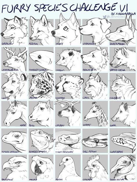 Animal Study, Animal Anatomy, Animal Reference, Creature Drawings, Art Help, Animal Drawing, Animal Sketches, Drawing Stuff, Art Refs