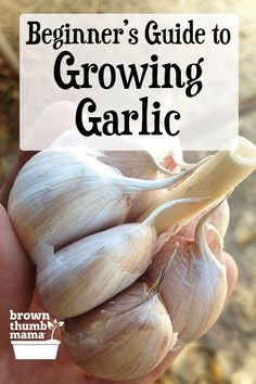 Gemüseanbau In Kübeln, Growing Garlic, نباتات منزلية, Garden Veggies, Fence Landscaping, Veg Garden, Have Inspiration, Home Vegetable Garden, Container Gardening Vegetables