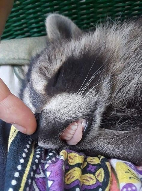 Here, we have the rare and elusive sleeping trash panda. 🦝❤ Raccoon Teeth, Raccoon Memes, Cute Raccoons, Trash Pandas, Raccoon Art, Pet Raccoon, Pet Cemetery, Cute Raccoon, Raccoon Funny