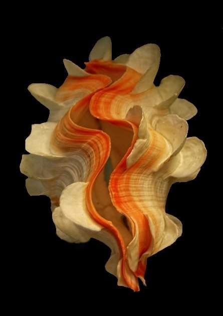 Clam Shell Sculpture, Giant Clam Shell, Creature Marine, Giant Clam, Nature Paper, Beautiful Shells, Real Nature, Ocean Treasures, She Sells Seashells