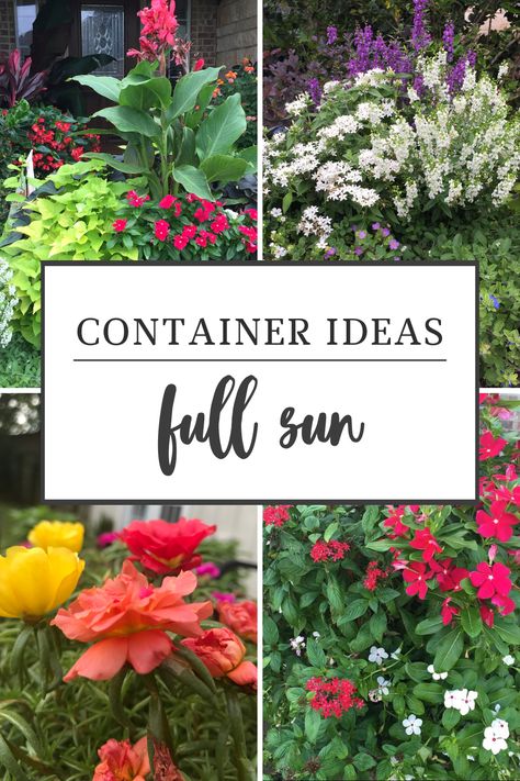 Full Sun Pots Plants, Flowers For Pots In Full Sun, Patio Flower Pot Ideas Full Sun, Patio Container Gardening Ideas Full Sun, Container Planting Ideas Full Sun, Window Box Planter Ideas Full Sun, Summer Flower Pots Full Sun, Front Porch Planter Ideas Full Sun, Planter Flowers Combinations Full Sun