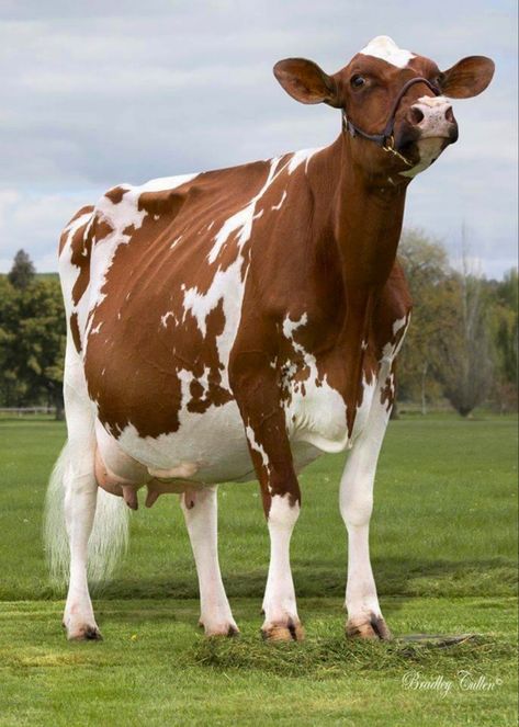 Ayrshire Cow, Cow Holstein, Cattle Photography, Future Dairy, Nguni Cattle, Farming Land, Farming Animals, Animals On The Farm, I Love Cows