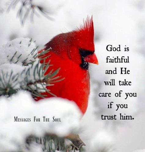 God Is Faithful, Bird Quotes, Time Alone, Cardinal Bird, Cardinal Birds, Super Quotes, Red Cardinal, Inspirational Prayers, Faith Inspiration