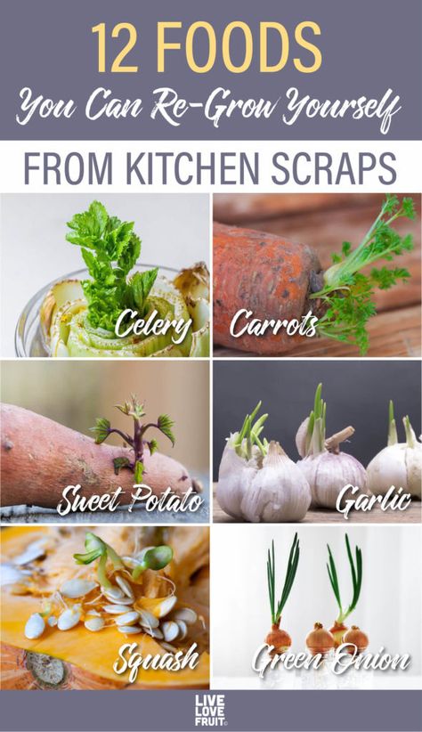 How To Grow Food From Scraps, Growing Vegetables Hacks, Grow Food From Scraps, Planting From Scraps, How To Regrow Vegetables From Scraps, Vegetables You Can Grow From Scraps, Growing Celery From Scraps, Regrow Onion From Scraps, Growing Food From Scraps