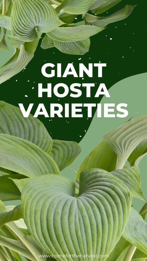 Types Of Hostas Perennials, Can Hostas Grow In Full Sun, Giant Hosta Varieties, Giant Hostas, Hostas For Shade, Hosta Garden Ideas, Types Of Hostas, Hosta Sum And Substance, Giant Hosta