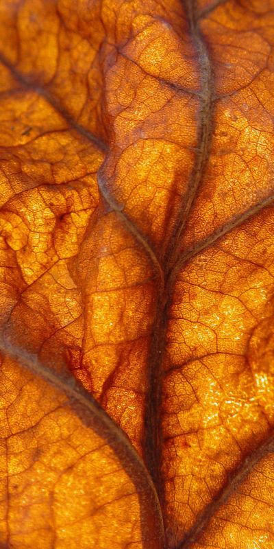 Sycamore Leaf, Foto Macro, Theme Nature, Orange Aesthetic, Macro Lens, Amber Color, Natural Forms, Inspirational Images, Colorful Leaves