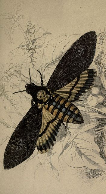 Scary moth. Its wings look like lace, and there's a skull on the abdomen. Sweet! Deathshead Moth, Sphinx Moth, Ivy House, Scientific Illustration, Alphonse Mucha, Arte Fantasy, A Butterfly, Dragonflies, Botanical Illustration