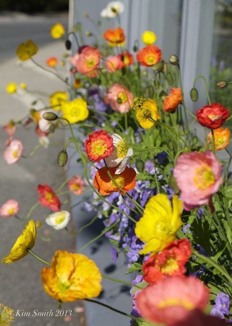 Iceland Poppies  Driving home at dusk and coming from a client's in Beverly Farms, I passed this gorgeous poppy-filled window box at Gladstone's jewelry shop on Union Street in Manchester, and just... Iceland Poppies, Icelandic Poppies, Kim Smith, Poppy Garden, Nordic Countries, Gloucester, Window Box, Annual Plants, Poppy Flower