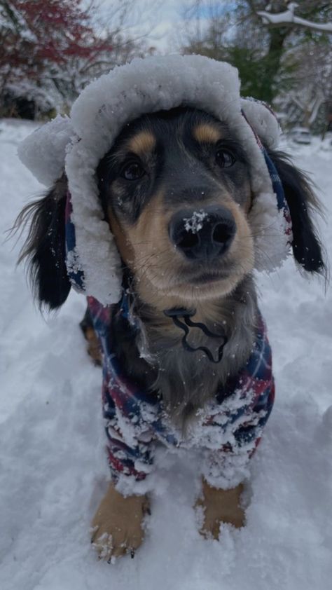 Winter Aesthetic Animals, Animals In Snow Aesthetic, Winter Dogs Aesthetic, Dog Winter Aesthetic, Dog Christmas Aesthetic, Christmas Animals Aesthetic, Christmas Dogs Aesthetic, Winter Dog Aesthetic, Dogs In Winter