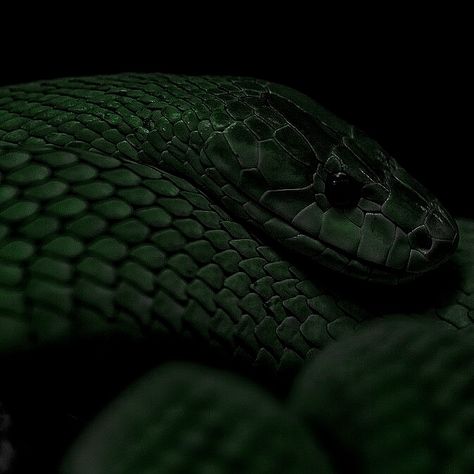 Snake Slytherin, Green Academia, Dark Green Wallpaper, Draco Malfoy Aesthetic, Slytherin Pride, Catty Noir, Slytherin Harry Potter, Dark Green Aesthetic, Slytherin House