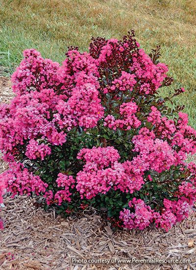 Small Flowering Shrubs with Big Impact: Small flowering shrubs do the job of their larger relatives for small-scale gardens. Flowers And Bushes Landscape, Shade Loving Bushes, Low Growing Shrubs For Full Sun, Small Flowerbeds Front Of House, Pink Bushes Flowering Shrubs, Low Shrubs In Front Of House, Small Shrubs For Shaded Areas, Small Low Maintenance Shrubs, Full Sun Flowering Bushes