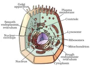 NCERT Solutions For Class 9 Science Chapter 5 The Fundamental Unit of Life Animal Cell Diagram, The Fundamental Unit Of Life, Animal Cell Structure, Science Diagram, Iphone Wallpaper Modern, Cell Diagram, Science Diagrams, Plasma Membrane, School Decoration