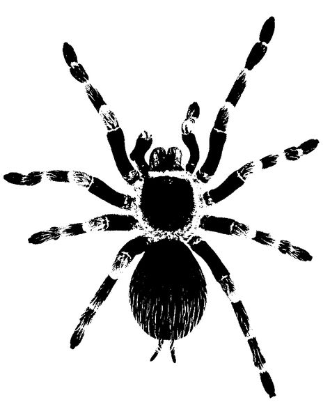 #stencil #stamp #blackandwhite #spider #tarantula Tarantula Drawing Easy, Tarantula Tattoo For Women, Big Spider Tattoo, Spider Linocut, Tarantula Tattoo Design, Tarantula Aesthetic, American Traditional Spider, Simple Spider Tattoo, Spider Concept Art