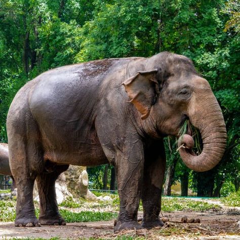 Sumatran Elephant, Elephant Photography, Landscape Photography Nature, Photography Nature, An Animal, Mammals, Sake, Landscape Photography, Cool Designs