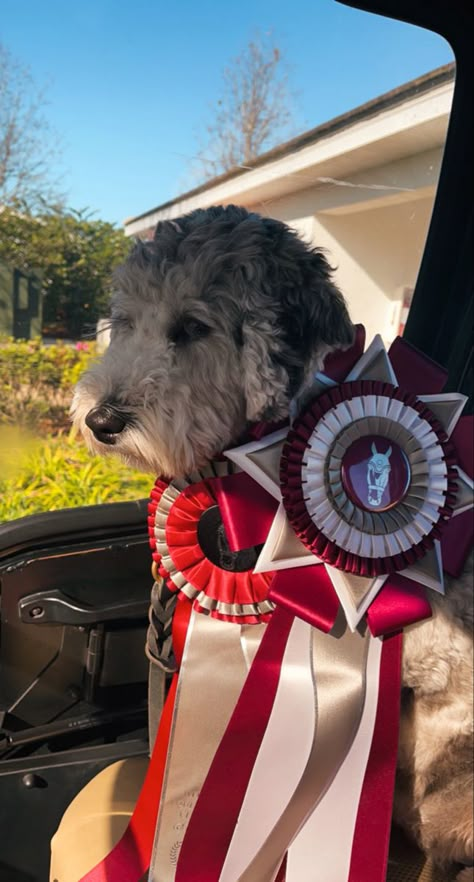 Wec Ocala, World Equestrian Center Ocala, Horse Show Aesthetic, Equestrian Awards, World Equestrian Center, How To Make Rosettes, Equestrian Aesthetic, Equestrian Center, Girl Energy