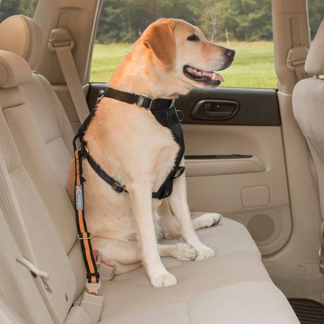 Dog Seatbelt | Kurgo Direct to Seat Belt Tether Dog Seatbelt, Dog Car Harness, Dog Car Seat Belt, Car Harness, Dog Seat Belt, Dog Seat, Dog Car Seats, Dog Safety, Pet Leash