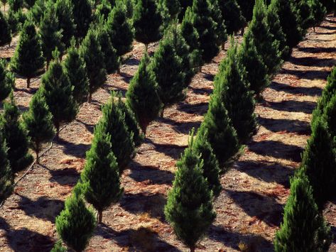 Tree Farm Ideas, Branches Christmas Tree, Christmas Tree Farms, Perfect Christmas Tree, Farm And Garden, Farm Layout, Homestead Ideas, Farm Business, Urban Farm