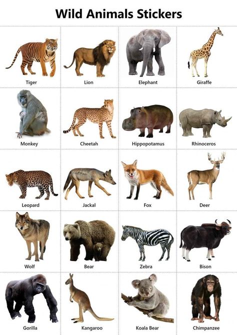 Wild Animal Nursery, Wild Animals List, Wild Animals Drawing, Wild Animals Attack, Funny Wild Animals, Animal Pictures For Kids, Animals List, Animals Name In English, Animals Preschool