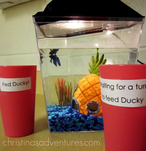 Teaching Patience, Class Pets, Classroom Pets, Classroom Arrangement, Classroom Decoration Ideas, Class Pet, Preschool Rooms, Classroom Organisation, Teaching Life