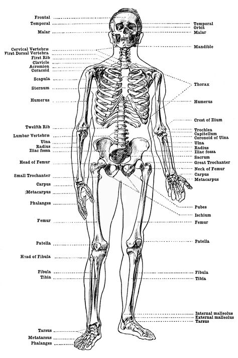 Labeled Skeletons ~ Karen's Whimsy Skeleton Front View, Human Skeleton Diagram, Human Skeleton Labeled, Skeleton Worksheet, Skeleton Labeled, Skeleton Diagram, Male Skeleton, Human Skeleton Anatomy, Skeleton Anatomy