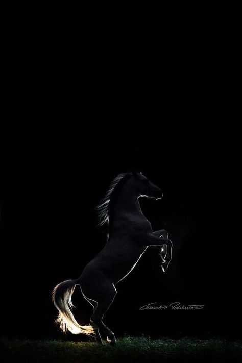 Black Horse Wallpaper Iphone, Dark Horse Aesthetic, Black Horse Wallpaper, Herbivorous Animals, Night Horse, Horse Background, Iphone Wallpaper Texture, الفن الرقمي, Beautiful Arabian Horses