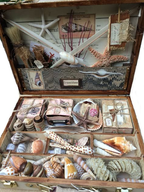 Shell Display, Mermaid Core, Shell Collection, Mermaid Aesthetic, Sea Witch, Collection Box, Cabinet Of Curiosities, Seashell Crafts, Marine Biology