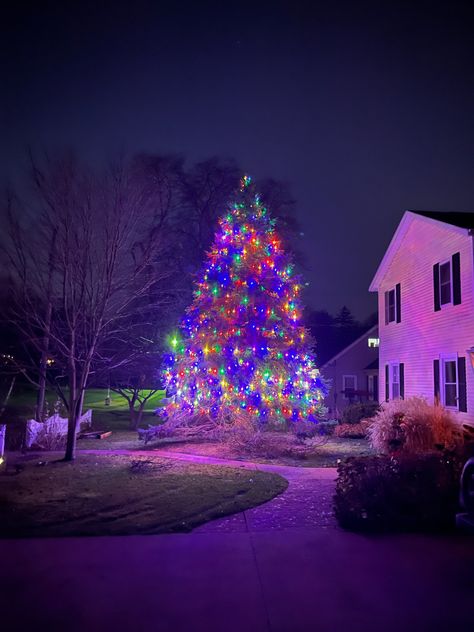 Colorful Lights, Tree Christmas, Pine Tree, Hanging Lights, Christmas Lights, Light Colors, Christmas Decorations, Christmas Tree, Lighting