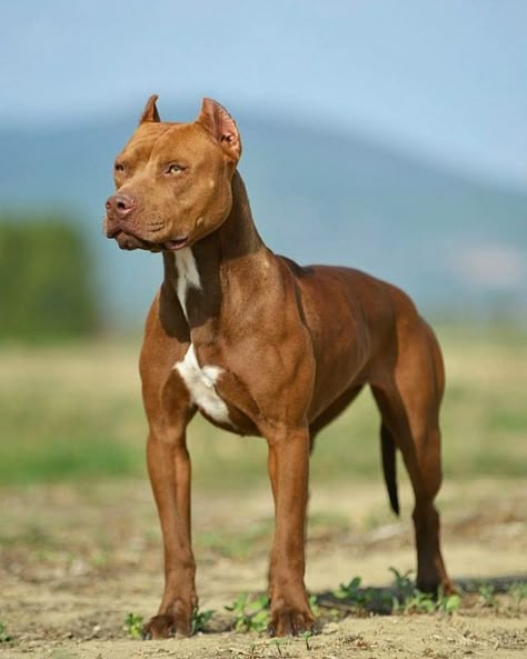 Pitbull Puppies Training, Pitbull Terrier Puppies, Cute Pitbull Puppies, Living Independently, Big Dogs Breeds, Biggest Dog In The World, Family Dogs Breeds, Pit Dog, Biggest Dog