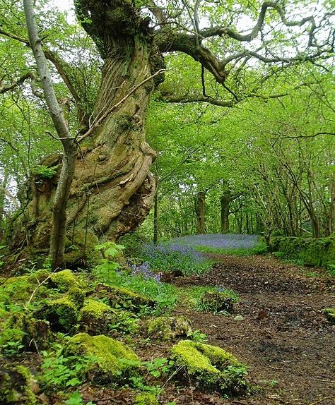 Laurel Tree, Woodland Trees, Giant Tree, Old Trees, Ancient Tree, Old Tree, Unique Trees, Tree Hugger, Nature Tree