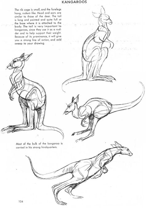 Art of Animal Drawing Kangaroo Drawing, Kangaroo Art, Ap Drawing, Animal Studies, Manga Drawing Tutorials, Animal Study, Anatomy Sketches, Draw Animals, Drawing Animals