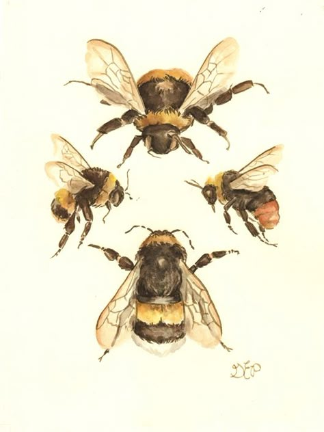 The Flight of the Bumblebee — Gretchen Ellen Powers Flight Of The Bumblebee, Scientific Art, Bee Drawing, Bumble Bee Print, Bee Illustration, Victorian Paintings, Bee Stuff, Illustration Botanique, Vintage Bee