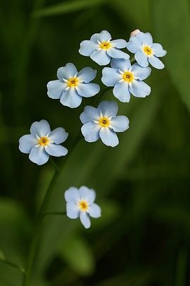 Myosotis Sylvatica, Forget-Me-Not, Myosotis Alpestris, Blue Ground Cover Ranunculus Yellow, Hiking Images, Flowers Pansies, Daffodils Flowers, Flowers Daffodils, Flowers Hibiscus, Roses Purple, Smokey Mountain, Forget Me Not Flowers