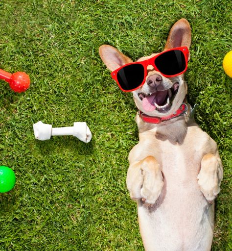 The Hottest Housing Trend? Pet-Friendly Homes Powell Dog Park: Wiggly Field. Cody Dog Park: Beck Bark Park #Fenced yard #dog house #dog park #walktrails #doggroomers 🐕**Post a photo of you and your dog(s) at your favorite dog park**🐩 https://zurl.co/HL7Z Good Morning Dog Images, Dog Captions Instagram Cute, Dogs Captions Instagram Cute, Dog Captions For Insta, Dog Advertising, Funny Dog Captions, Happy Dog Quotes, Enrichment For Dogs, Dog Instagram Captions