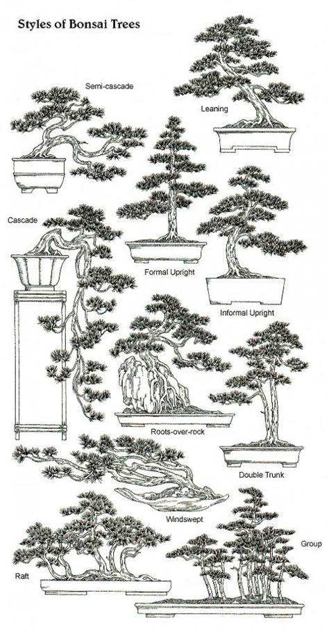 Bonsai Guide, Bonsai For Beginners, Takken Decor, Bonsai Indoor, Bonsai Diy, Bonsai Pruning, Tree Types, Bonsai Tree Types, Bonsai Care