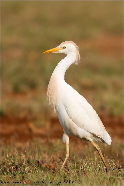 Western+Cattle+Egret+(Bubulcus+ibis)+by+Gyorgy+Szimuly+on+500px Cattle Egret, Bird Magic, Wings Flying, African Birds, Snowy Egret, Types Of Birds, Key Biscayne, Cow Painting, Shorebirds