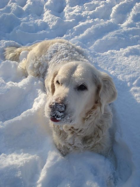 Golden Retriever Snow, German Shepherd White, Dogs Samoyed, White Shepherd Dog, Dogs In Snow, Husky White, Dog In The Snow, Dog In Snow, White Dog Breeds