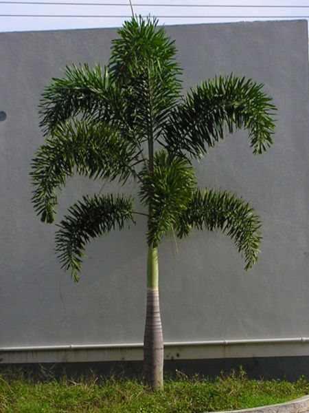 Hawaiian Palm Trees, Palm Trees In Pots Outdoors, Large Potted Palms Outdoor, Foxtail Palm Landscaping, Green Palm Trees, Garden Ideas Philippines, Bismarck Palm Landscaping, Foxtail Palm Tree, Fox Tail Palm Tree